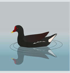 Common Moorhen