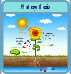 Diagram showing process photosynthesis Royalty Free Vector