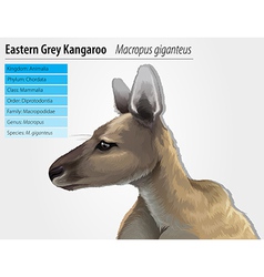 Eastern Grey Kangaroo