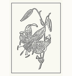 Blooming Tiger Lily Botanical Poster