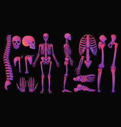 Human Bones Bright Colors Neon Gradient Skeleton