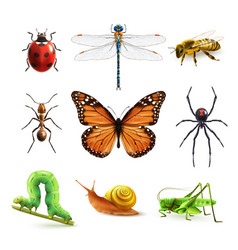 Insects Realistic Set