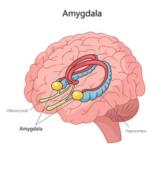 Amygdala Structure Diagram Medical Science