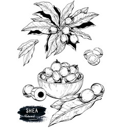 Hand Drawn Sketch Of Shea Nuts Plant Berry Fruit