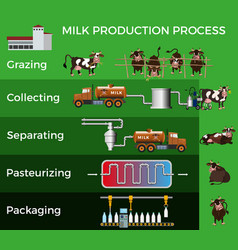 Milk production process Royalty Free Vector Image