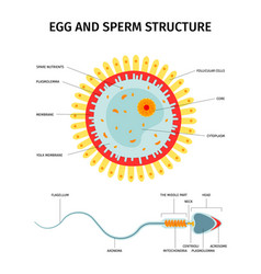 Egg Sperm Structure Composition