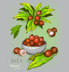 Shea Nuts Plant Berry Fruit