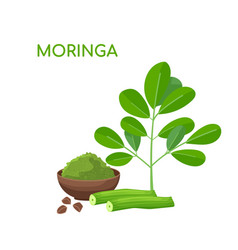 Moringa Oleifera Useful Plant With Many Vitamins