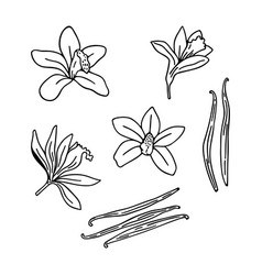 Set Of Vanilla Flowers And Sticks