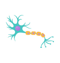 Human Sensory Neuron Model For Biology Studies