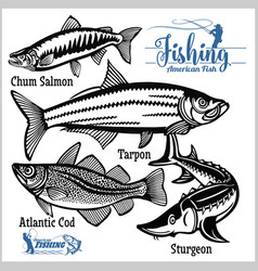 Atlantic Cod Chum Salmon Tarpon And Sturgeon