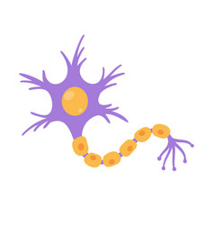 Human Sensory Neuron Model For Biology Studies