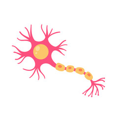 Human Sensory Neuron Model For Biology Studies