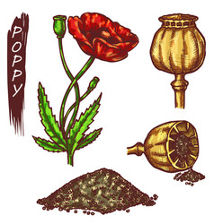 Poppy Red Flower And Seed Elements