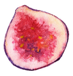 Watercolor Half Fig Exotic Fruit Isolated