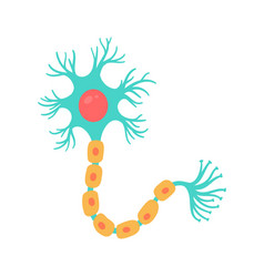 Human Sensory Neuron Model For Biology Studies