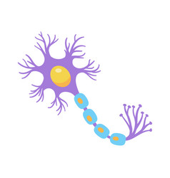 Human Sensory Neuron Model For Biology Studies