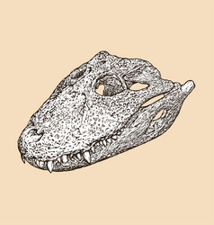 Broad Snouted Caiman Skull Head