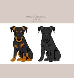 Manchester Terrier Standard Puppy Clipart