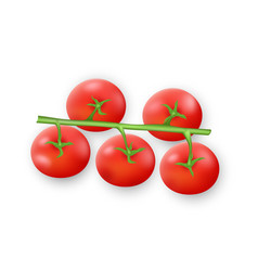 Realistic Tomato Branch Ripe Red Cherry Tomatoes