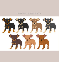 Miniature Pinscher Teacup Puppy Clipart Different