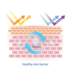 Structure Of Healthy Skin Barrier