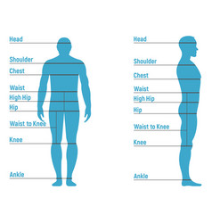 Male size chart anatomy human character people Vector Image