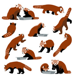 Red Panda Set Collection Of Bearcats In Different