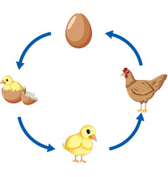 Chicken Life Cycle Diagram