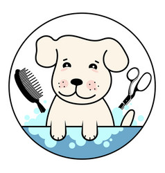 Cute Dog Is Washed Groomer Scissors And Comb