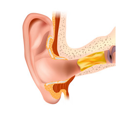 Anatomical Of A Human Ear With Ear