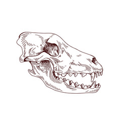 Wolf Head Skull Dogs Skeleton Profile Detailed