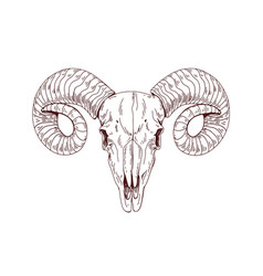 Rams Skull Wild Animals Head Skeleton Front View