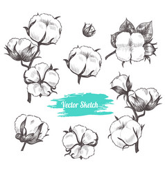 Cotton Plant Hand Drawn Sketch