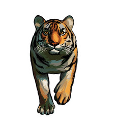 Bengal Tiger White Background