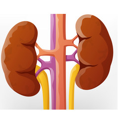 Human Kidney Cartoon