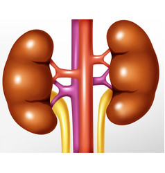 Human Kidney Realistic