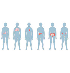 Internal Organs In Human Body Set Icons