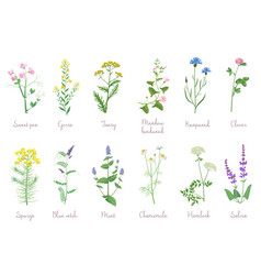 Wildflowers Herbs Leafs Set With Names Isolated