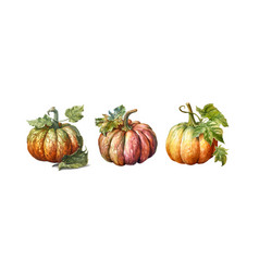 Autumn Pumpkins Clipart Isolated