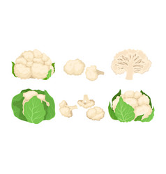 Cauliflower Cabbage With Separated Florets