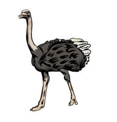 Common Ostrich White Background