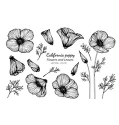 Collection Set Of California Poppy Flower