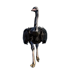 Common Ostrich White Background