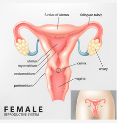 Diagram Of Female Reproductive System