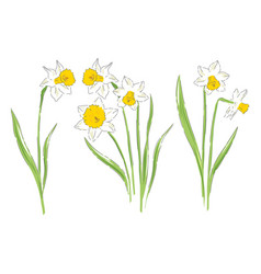 Daffodil Flower Botanical Hand Drawn Set Isolated