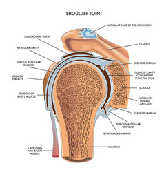 Shoulder Joint