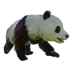 Giant Panda White Background