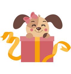 Sweet Female Puppy With Gift Box