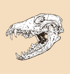 Coyote Skull Head